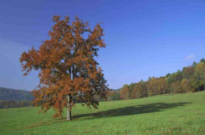 Árbol de nogal Pignut