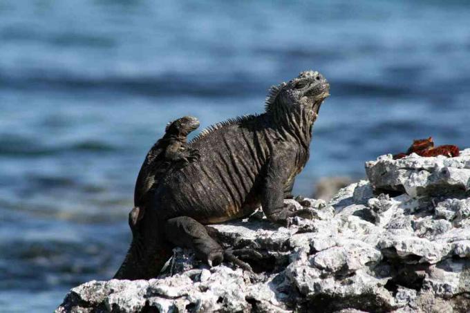 Iguana marina adulta y juvenil