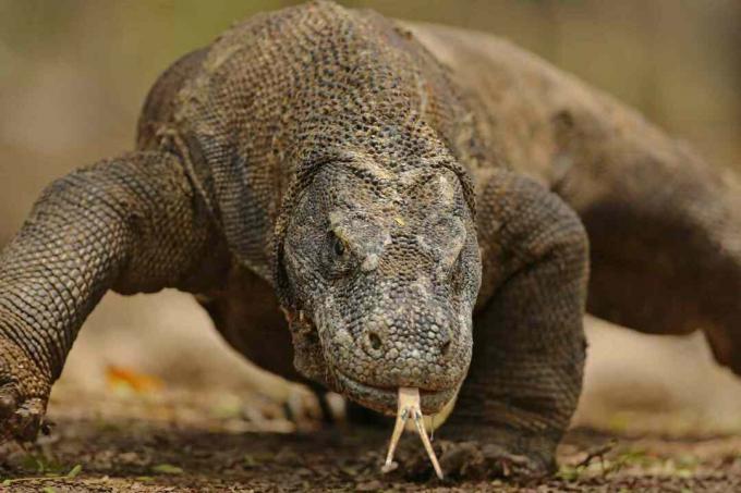 Retrato del dragón de Komodo de cerca - Isla de Komodo, Indonesia