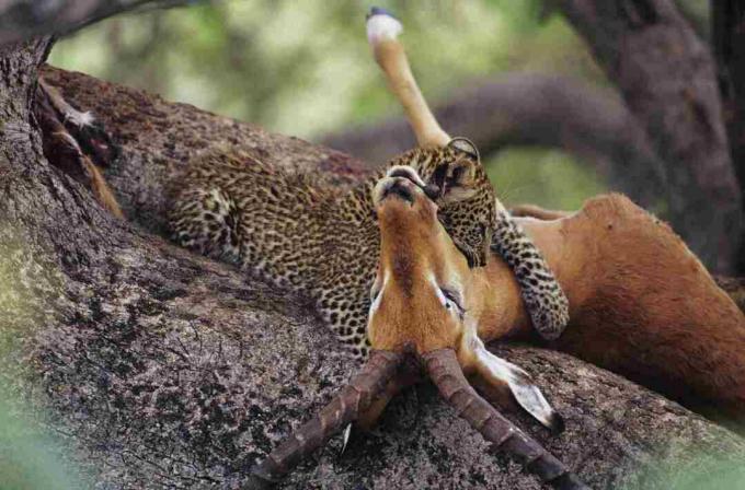 Leopardo (Panthera pardus) comiendo carroña en árbol, Kenia
