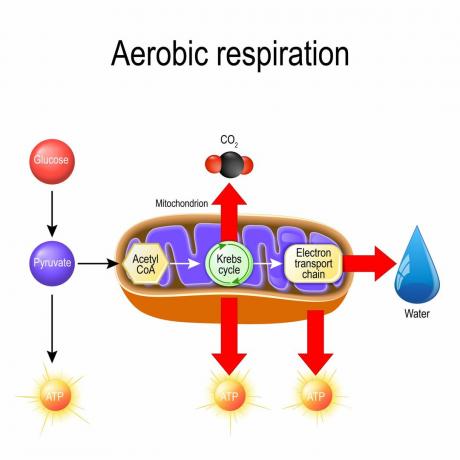 Respiración celular aeróbica