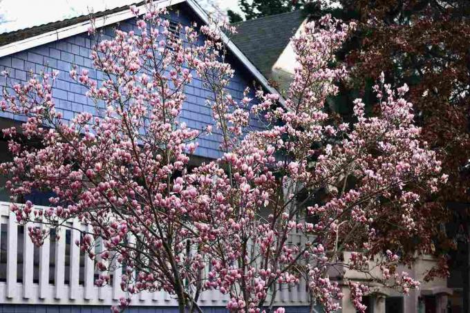 Platillo árbol de magnolia en un patio trasero.