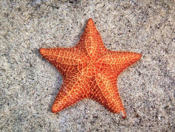 Close-up de naranja estrella de mar sobre arena