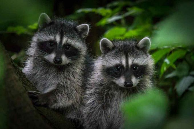 Los mapaches bebés se parecen a sus padres.