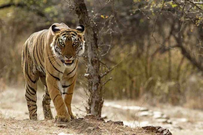 Tigre de Bengala en el Parque Nacional Ranthambhore en Rajasthan, India