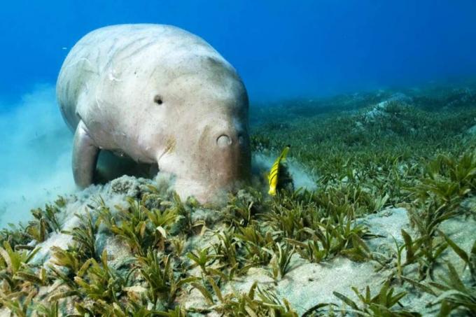 Dugong y peces más limpios en Seagrass.