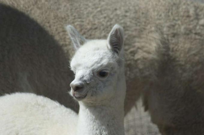 Alpaca cria