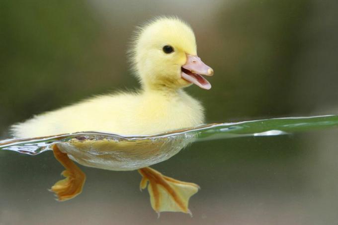 Pato bebé flotando en el agua