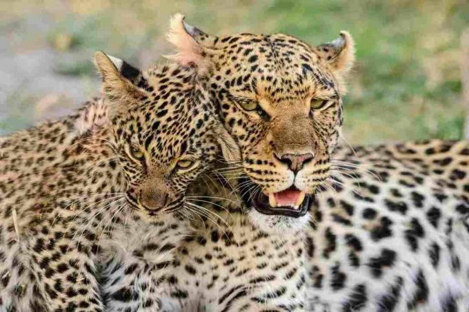 Retrato de leopardo con cachorro de leopardo, Botswana