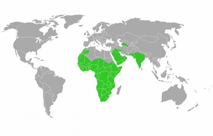 Distribución de tejón de miel.