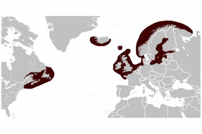 Mapa de distribución de focas grises